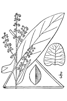 Azedas Azedas