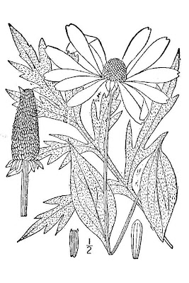 Cut-leaf coneflower Cut-leaf coneflower