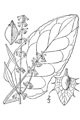 Laba�a-de-vaca-amarga