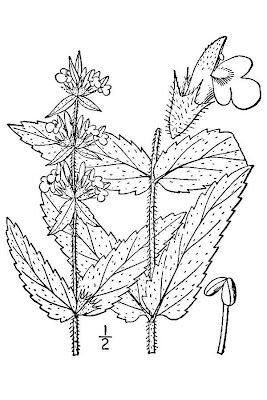 Espiga palustre