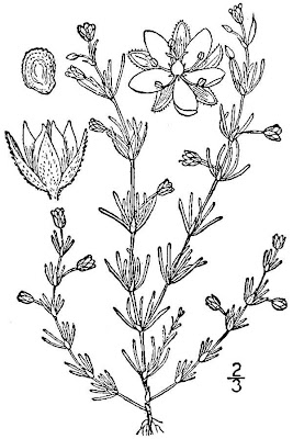 Esparcilla encarnada Esparcilla encarnada