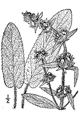 Stachys germanica L.