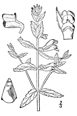 Scutellaria galericulata L.