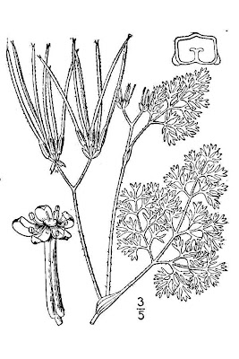 Acicula comune Acicula comune