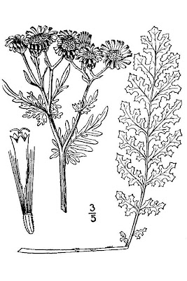 Jacobaea vulgaris,
erva-lanceta-do-Canad&aacute;,
Senecione di S. Giacomo,
St. James'-wort,
stinking Willie,
tansy ragwort
