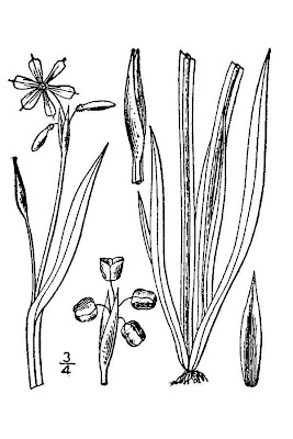 Common blue-eyedgrass Common blue-eyedgrass