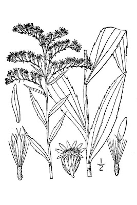 Early goldenrod