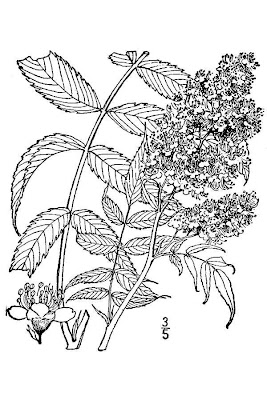 Ural False Spiraea