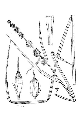 Narrow Leaf Burr Reed