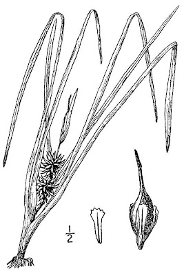 European bur-reed European bur-reed
