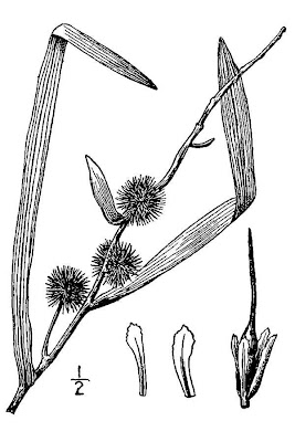 European bur-reed European bur-reed