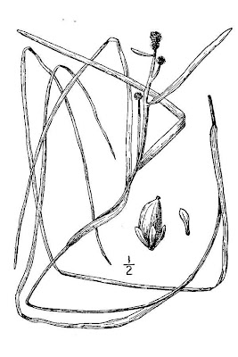 Coltellaccio degli esquimesi Coltellaccio degli esquimesi