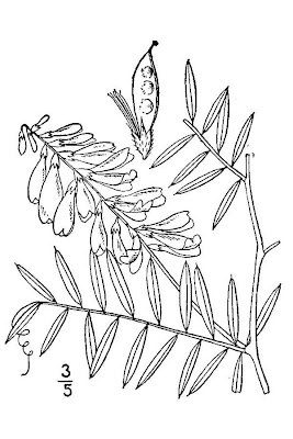 Cow vetch Cow vetch