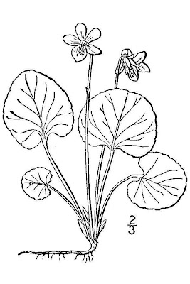 Northern marsh violet Northern marsh violet