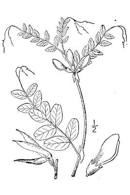 Bush vetch