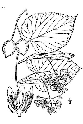 T�lia