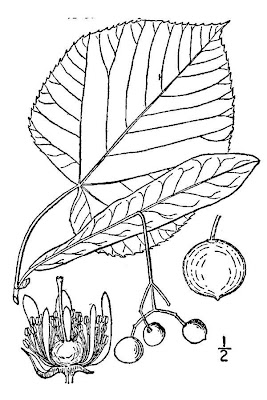 Linden Linden