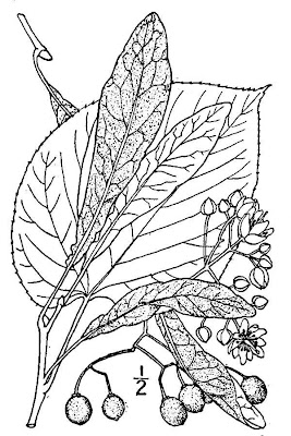 Linden Linden