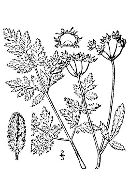Cerefólio-de-cerca Cerefólio-de-cerca