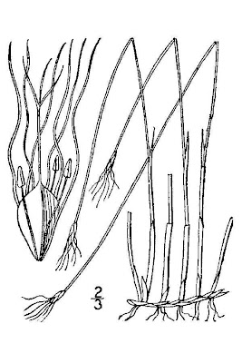 Trichophorum alpinum (L.) Pers.