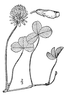 Ladino clover