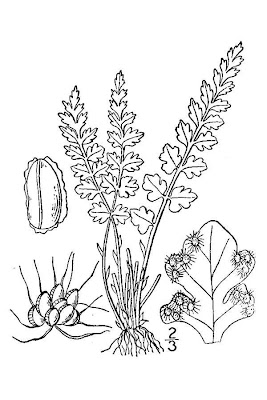 Felcetta alpina