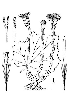 Farfugio