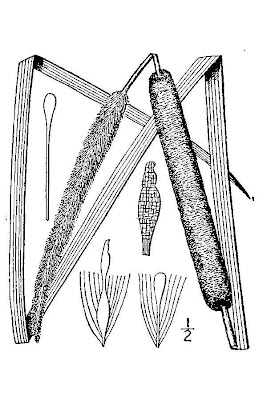 Narrow-leaf cat-tail
