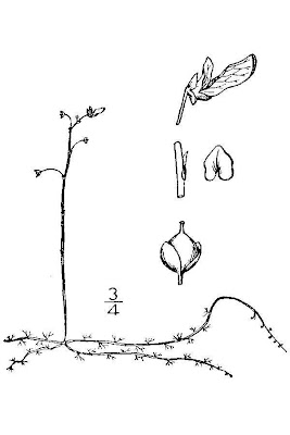 Erba-vescica minore