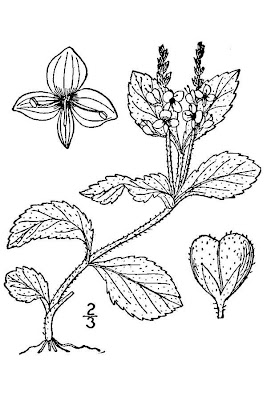 Gypsyweed