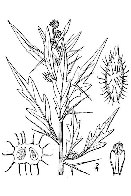 Xanthium spinosum,
Bathurst burr,
Bathurst-bur,
boetebos,
cachurrera menor,
carrapicho-de-Santa-Helena,
cocklebur,
dornige Spitzklette,
lampourde &eacute;pineuse,
Nappola spinosa,
pegotes,
pica-tr&ecirc;s,
prickly burweed,
spiny cocklebur