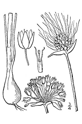 Field garlic