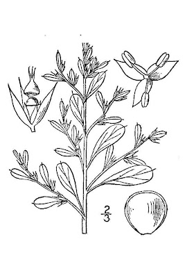 Amaranthus albus L.