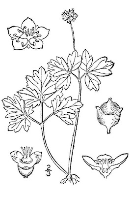 Adoxa