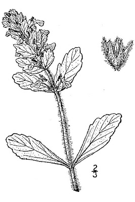 Ajuga genevensis L.