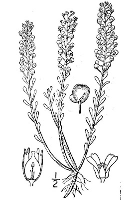 Herbe de la rage