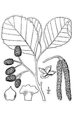 Alnus glutinosa,
black alder,
European alder,
European black alder,
Ontano comune,
Sticky Alder,
swartels