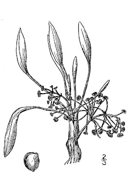 Alisma gramineum Lej.