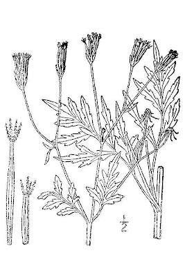 Bidens bipinnata,
Forbicina bipennata,
Spanish needles,
Spanish-needles