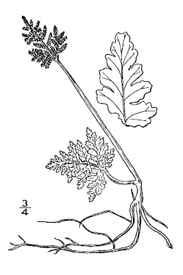 Broadleaf grapefern Broadleaf grapefern