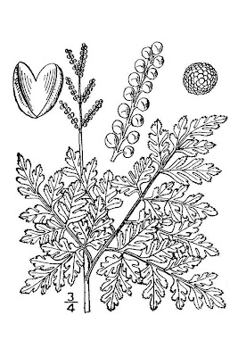 Botrychium virginianum,
Botrichio,
common grapefern,
rattlesnake fern,
Virginian Moonwort