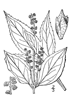 Ambrosia trifida L.