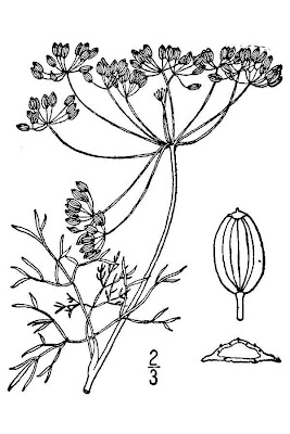 Dill Dill