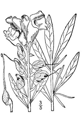 Garden snapdragon