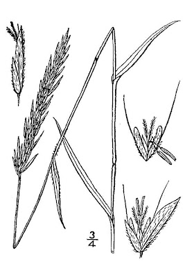 Vernal Grass