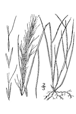 Annual bristle grass Annual bristle grass