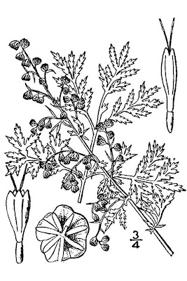 Artemisia annua L.