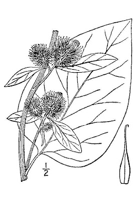 Arctium lappa L.