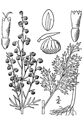 Artemisia pontica L.