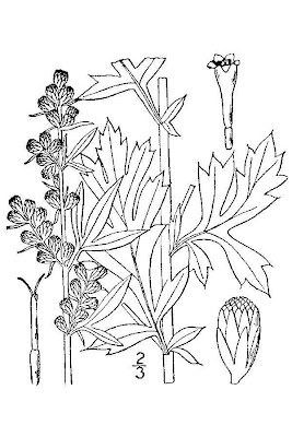 Wormwood